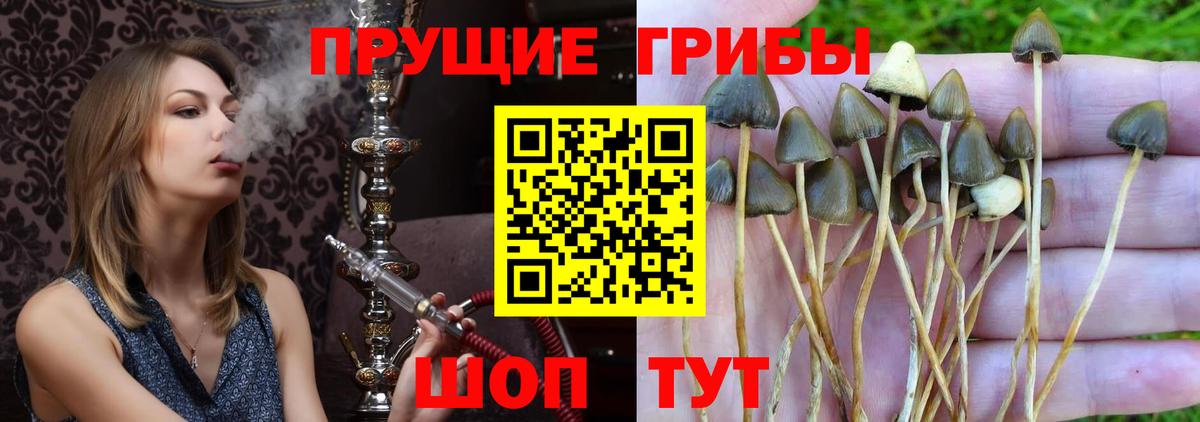 Псилоцибиновые грибы Cubensis Вичуга